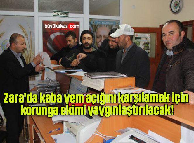 Zara’da kaba yem açığını karşılamak için korunga ekimi yaygınlaştırılacak!