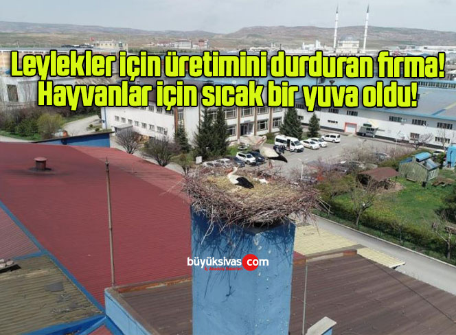 leylekeler