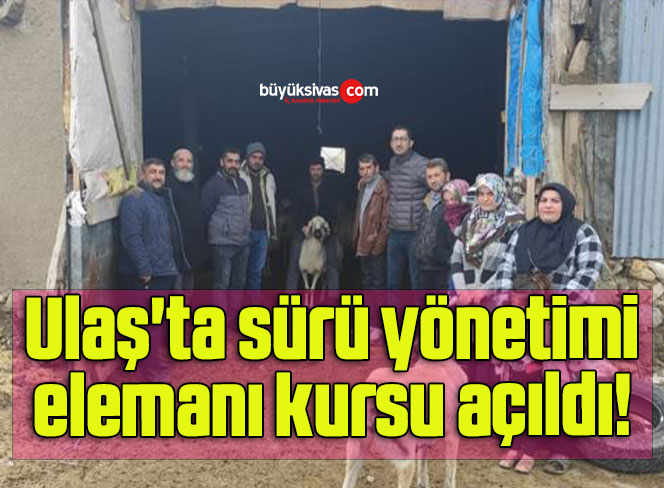 sürü
