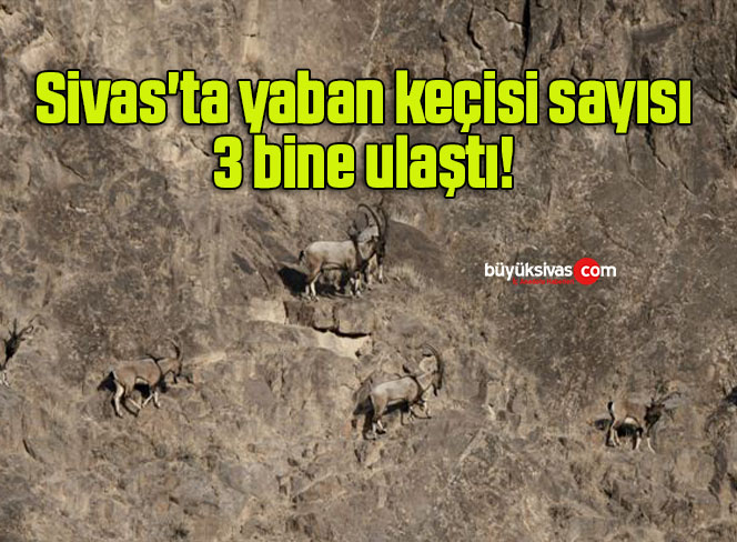 Sivas’ta yaban keçisi sayısı 3 bine ulaştı! 