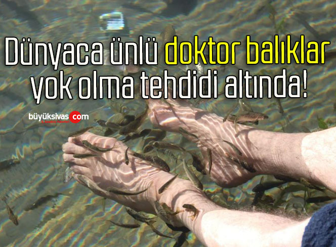 Dünyaca ünlü doktor balıklar yok olma tehdidi altında!