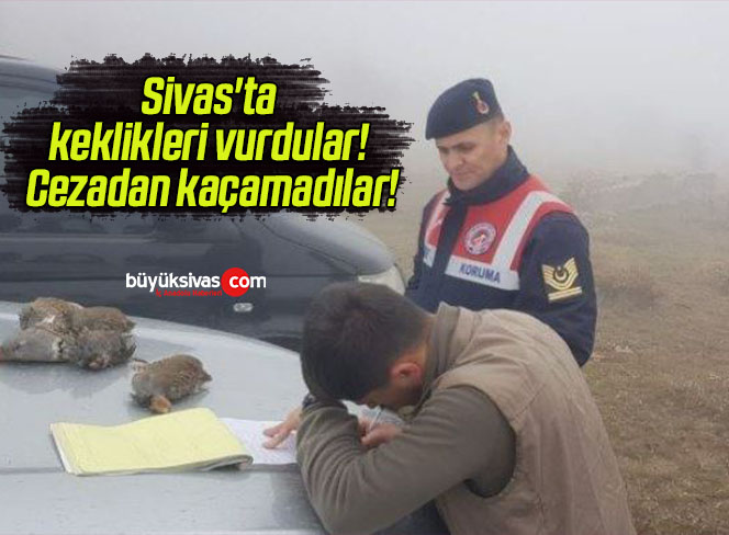 Sivas’ta keklikleri vurdular! Cezadan kaçamadılar!