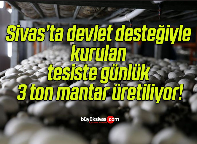 mantar