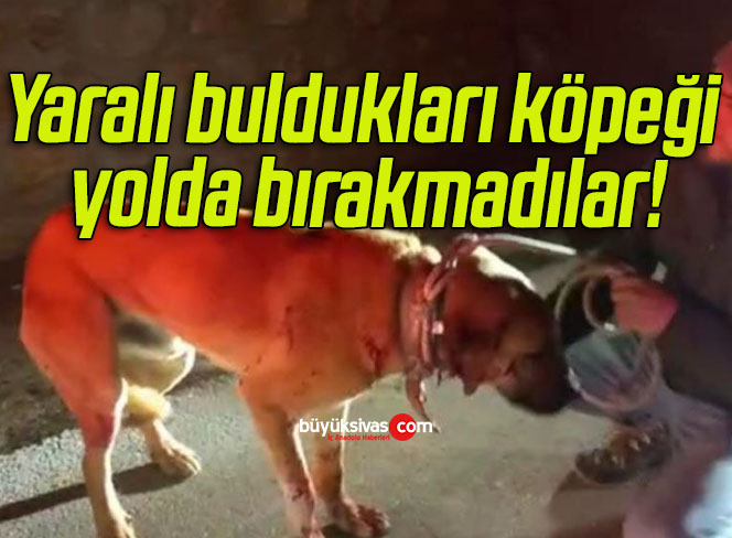 Yaralı buldukları köpeği yolda bırakmadılar!