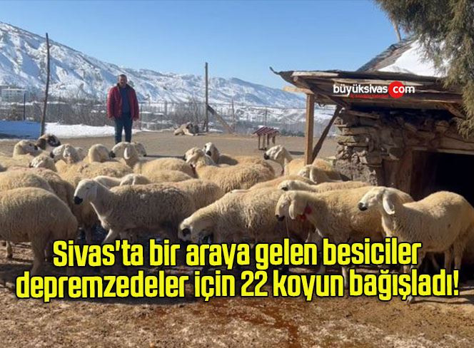 Sivas’ta bir araya gelen besiciler depremzedeler için 22 koyun bağışladı! 