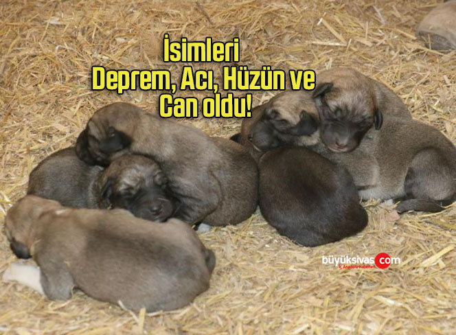 İsimleri Deprem, Acı, Hüzün ve Can oldu!