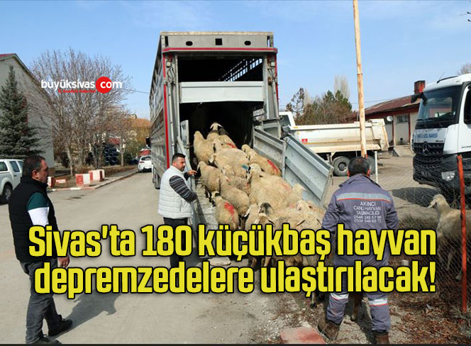 Sivas’ta 180 küçükbaş hayvan depremzedelere ulaştırılacak!