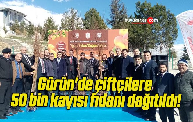 Gürün’de çiftçilere 50 bin kayısı fidanı dağıtıldı!