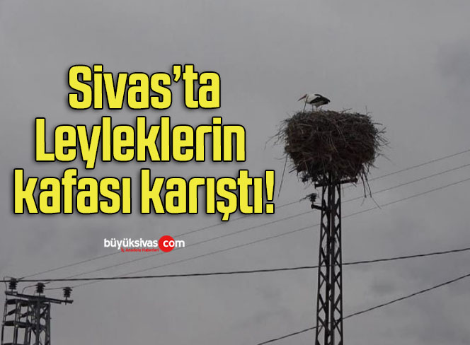 kafası