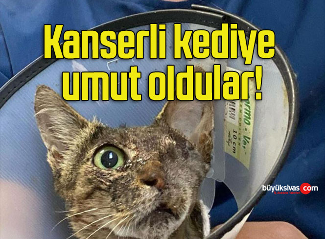 Kanserli kediye umut oldular!