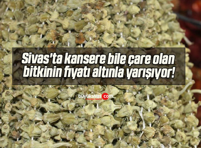 kanser
