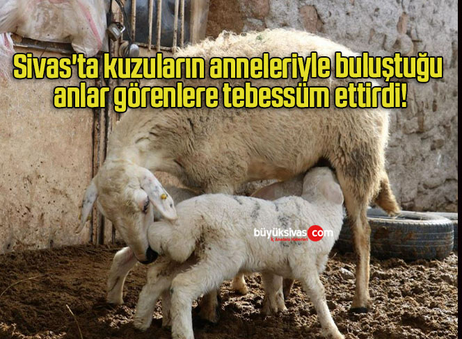 Sivas’ta kuzuların anneleriyle buluştuğu anlar görenlere tebessüm ettirdi!