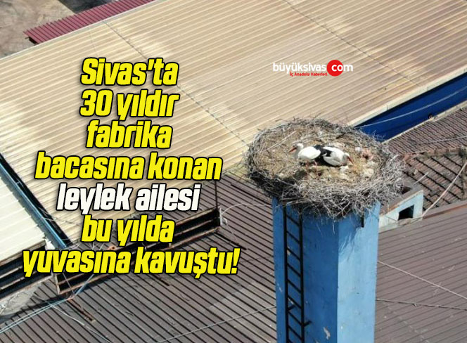 ailesi