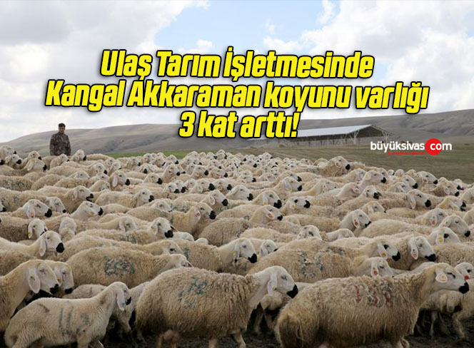 Ulaş Tarım İşletmesinde Kangal Akkaraman koyunu varlığı 3 kat arttı!