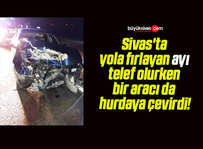 Sivas’ta yola fırlayan ayı telef olurken bir aracı da hurdaya çevirdi!