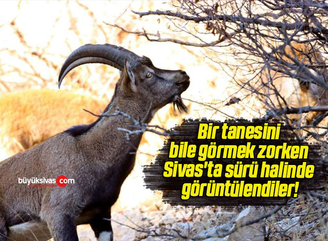 Bir tanesini bile görmek zorken Sivas’ta sürü halinde görüntülendiler!