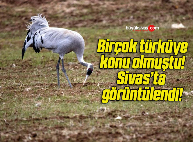 Birçok türküye konu olmuştu! Sivas’ta görüntülendi!