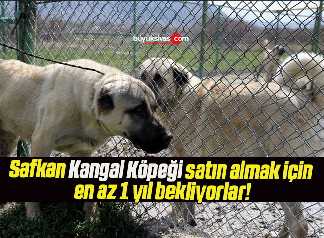 Safkan Kangal köpeği satın almak için en az 1 yıl bekliyorlar!