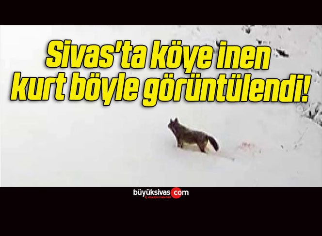Sivas’ta köye inen kurt böyle görüntülendi!