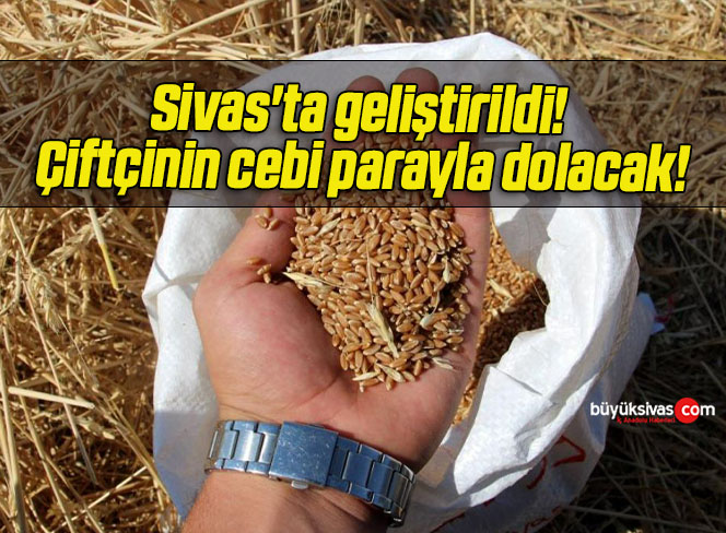 Sivas’ta geliştirildi! Çiftçinin cebi parayla dolacak!