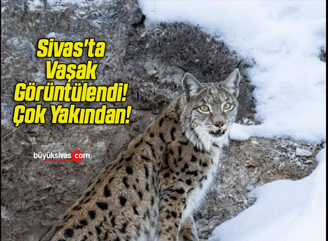 Sivas’ta Vaşak Görüntülendi! Çok Yakından!