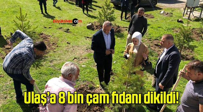 Ulaş’a 8 bin çam fidanı dikildi!