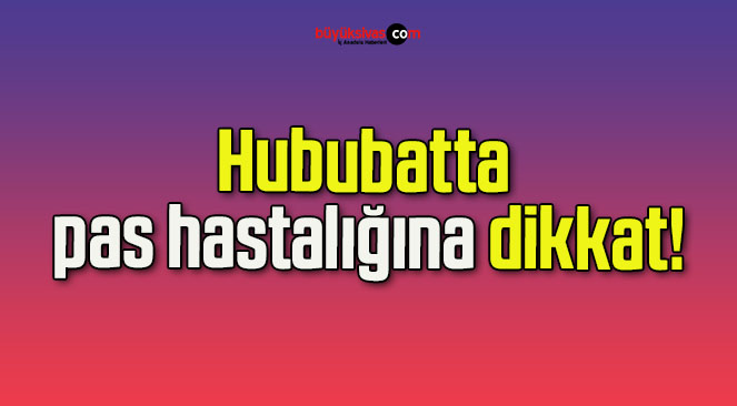 Hububatta pas hastalığına dikkat!