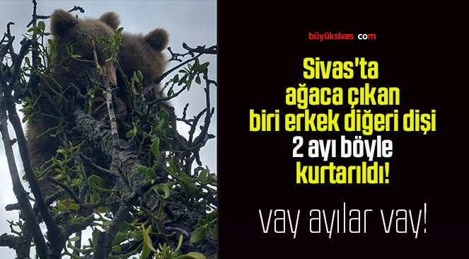 Sivas’ta mahsur kalan 2 ayı kurtarıldı!