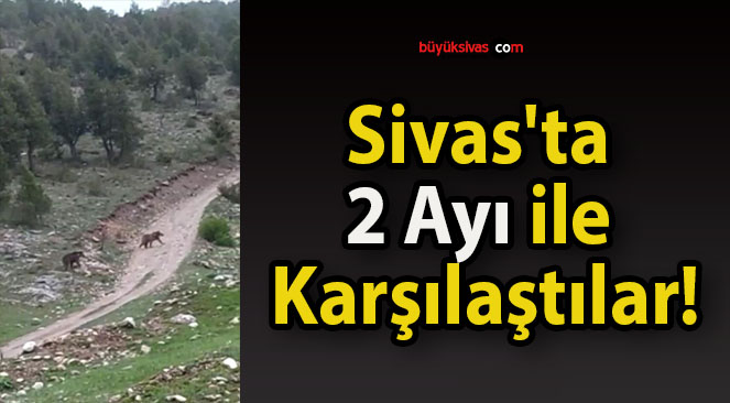 Sivas’ta 2 Ayı ile Karşılaştılar!