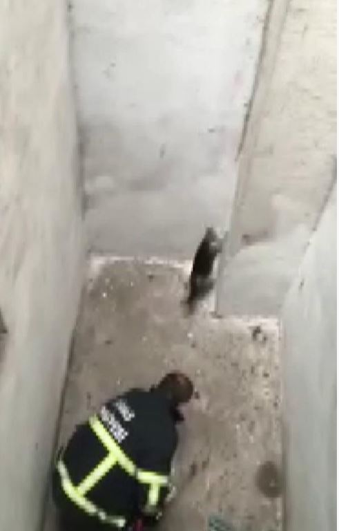 Sivas’taki yaramaz kediyi kurtarmak hiç kolay olmadı!