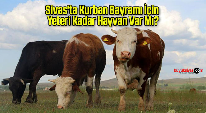 Sivas’ta Kurban Bayramı İçin Yeteri Kadar Hayvan Var Mı?
