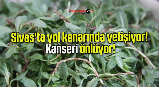 Sivas’ta yol kenarında yetişiyor! Kanseri önlüyor!