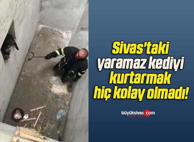 Sivas’taki yaramaz kediyi kurtarmak hiç kolay olmadı!
