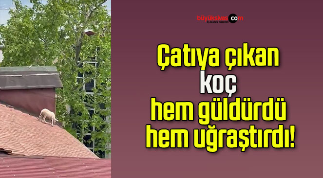 koçs