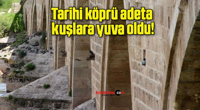 Tarihi köprü adeta kuşlara yuva oldu!