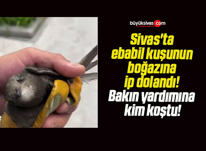 Sivas’ta ebabil kuşunun boğazına ip dolandı! Bakın yardımına kim koştu!