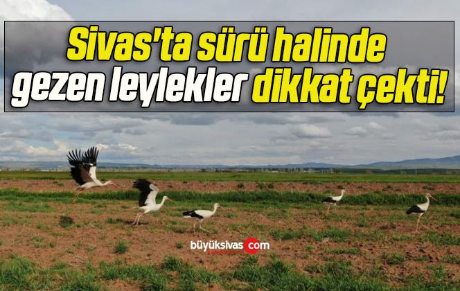 Sivas’ta sürü halinde gezen leylekler dikkat çekti!