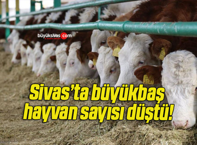 sayısı