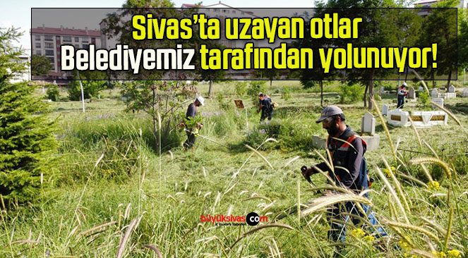 Sivas’ta uzayan otlar Belediyemiz tarafından yolunuyor!
