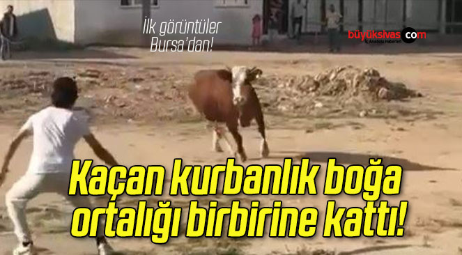 bursa