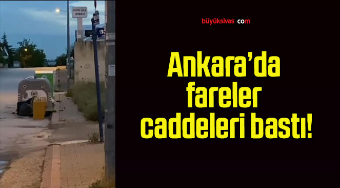 Ankara’da fareler caddeleri bastı!