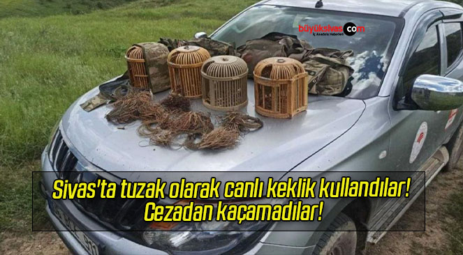 Sivas’ta tuzak olarak canlı keklik kullandılar! Cezadan kaçamadılar!