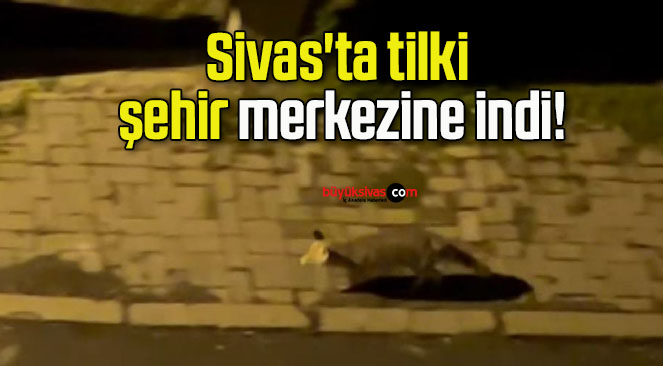 Sivas’ta tilki şehir merkezine indi!
