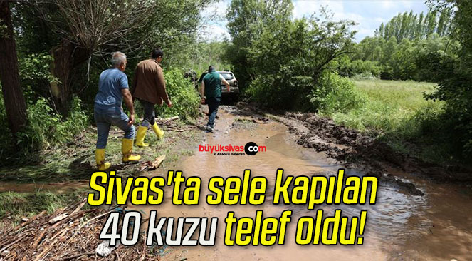 Sivas’ta sele kapılan 40 kuzu telef oldu! 