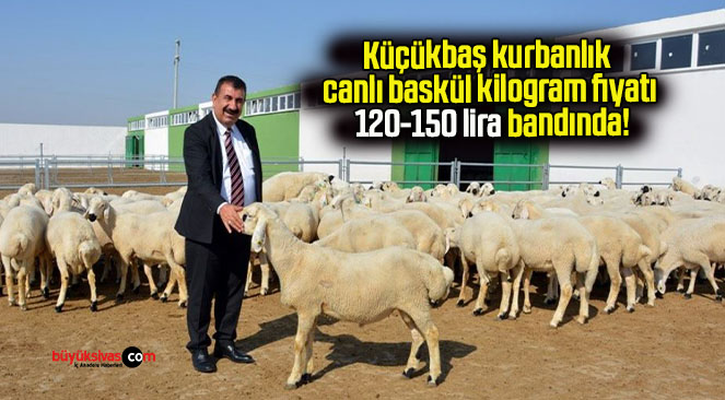 Küçükbaş kurbanlık canlı baskül kilogram fiyatı 120-150 lira bandında!