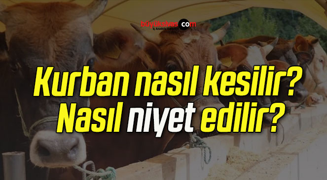 Kurban nasıl kesilir? Nasıl niyet edilir?