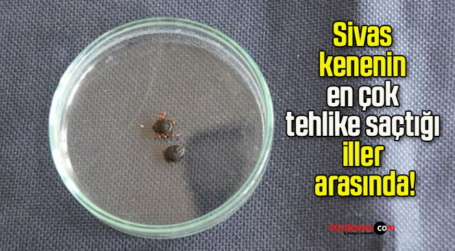 Sivas kenenin en çok tehlike saçtığı iller arasında!