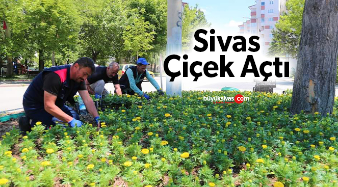 sivas çiçek