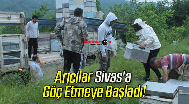 Arıcılar Sivas’a Göç Etmeye Başladı!