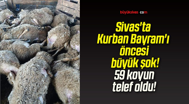 Sivas’ta Kurban Bayram’ı öncesi büyük şok! 59 koyun telef oldu!